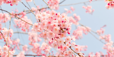 Read more about the article Safety and Security Round-Up May 2019