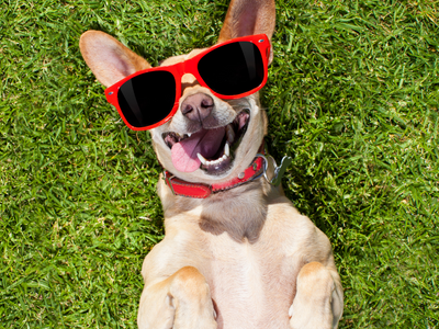 Dog with sunglasses